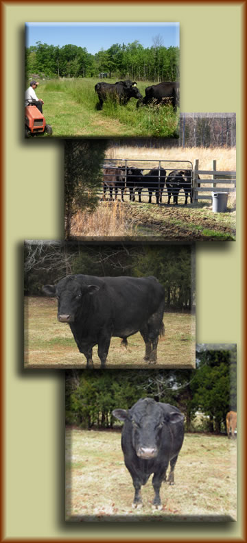 CowCollage